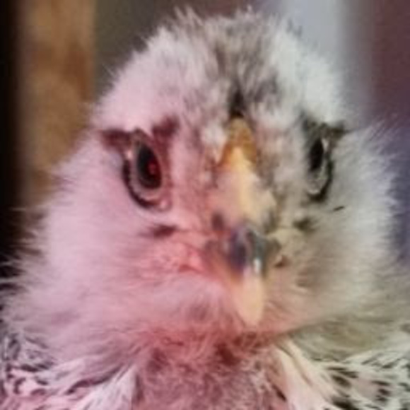 Meet your Posher, Rakel - Picture 1 of 1